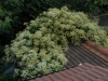 Pileostegia viburnoides - not fully out