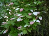 Actinidia kolomikta
