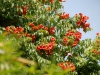Campsis