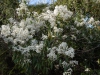 Clematis armandii