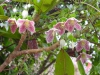 Clematis cirrhosa 'Freckles'