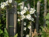 Clematis 'Early Sensation'