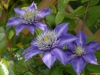 Clematis 'Multiblue'