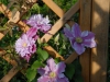 Clematis 'Piilu' on an Arch