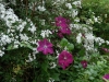Clematis 'Rouge Cardinale' in Deutzia setchuenensis