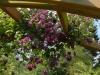 clematis-viticella-purpurea-plena-elegans