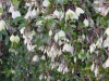 Clematis cirrhosa 'Wisley-cream'