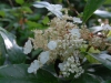 Hydrangea seemanii