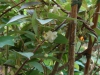 Schisandra grandiflora