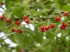 Schisandra sphenanthera