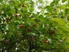 Schisandra grandiflora var. rubriflora