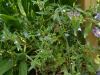 Sollya heterophylla