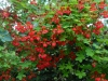 Tropaeolum speciosum