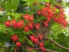 Tropaeolum speciosum