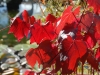 Vitis vinifera 'Setchley Red'