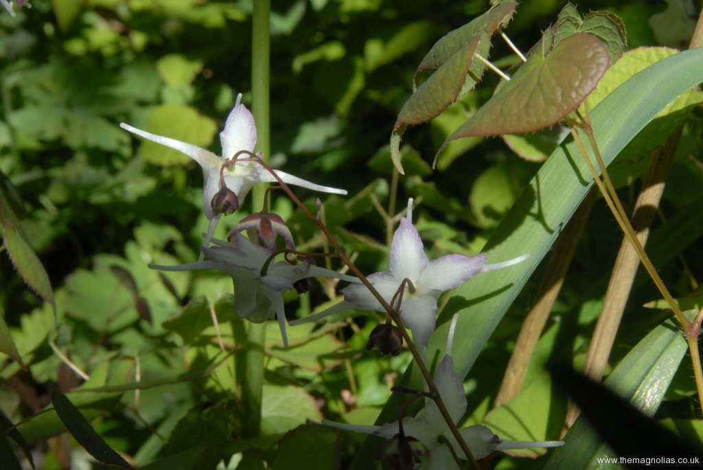 Epimedium 'Lilac Seedling from Washfields'