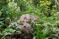 Epimediums at The Magnolias