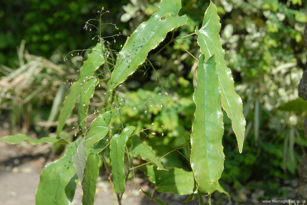 Epimedium boreali-guizhouense