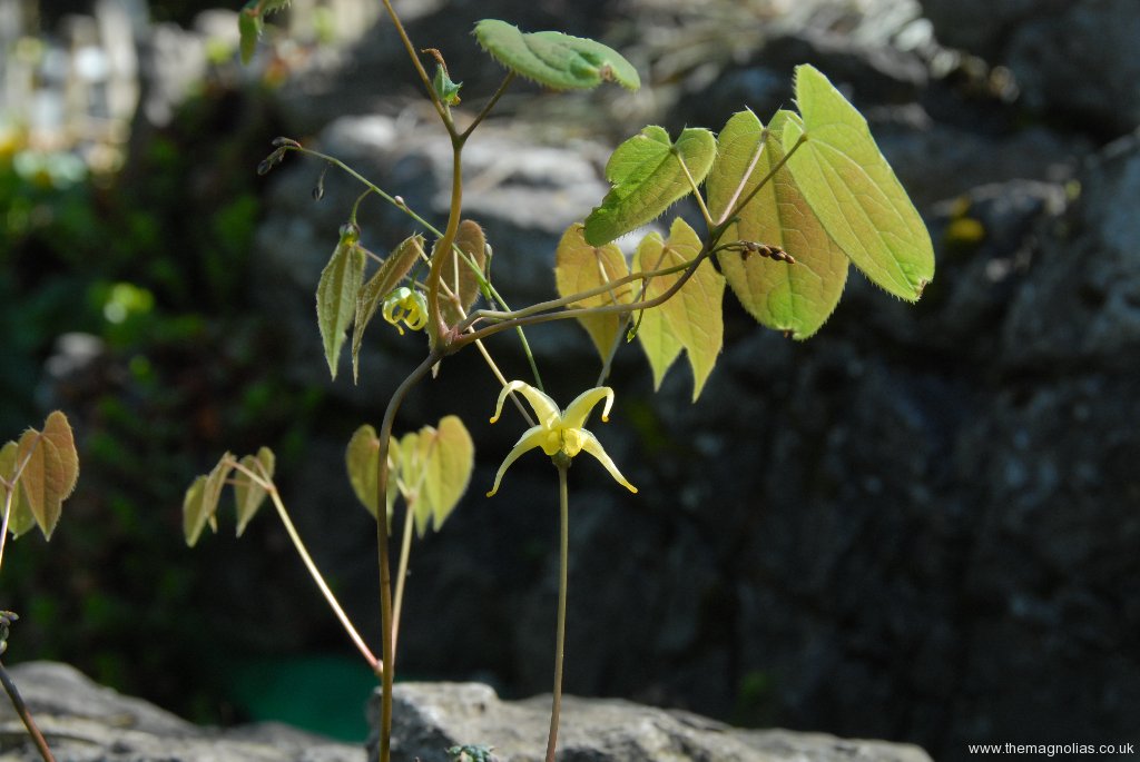 Epimedium baojingense