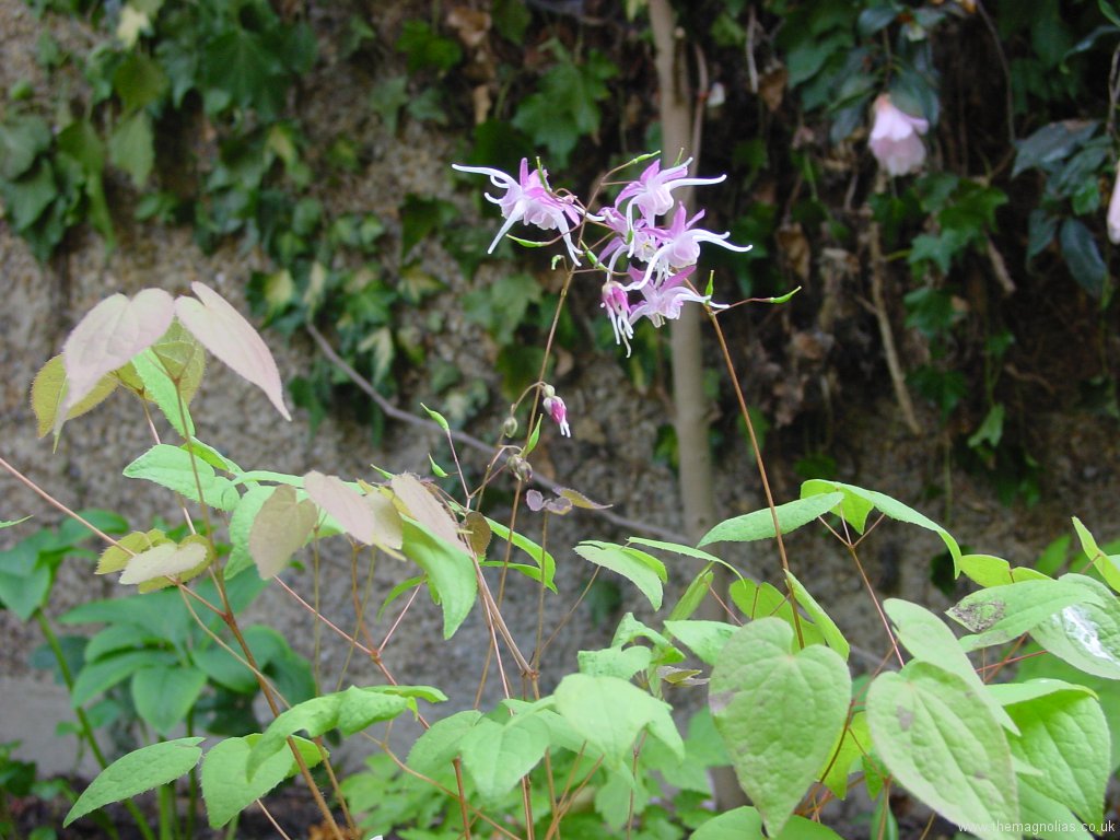 Epimedium grandiflorum 'Lilacinum'