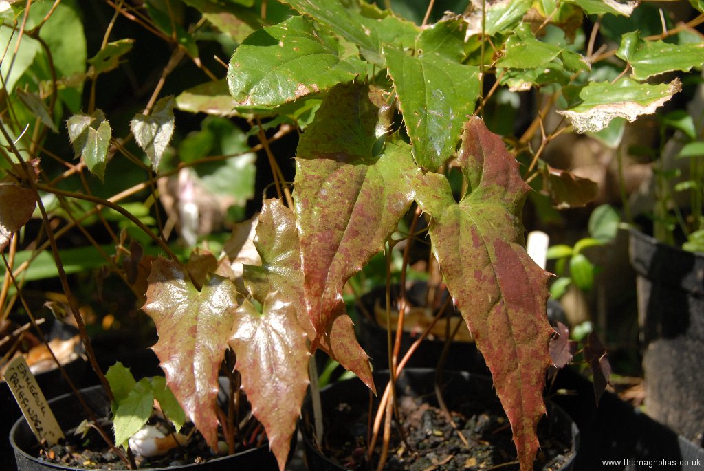 Epimedium 'Path Finder' new foliage indicating possible male parent of E.wushanense 'Caramel'