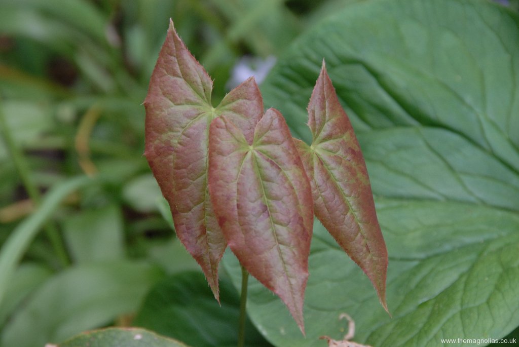 Epimedium sagittatum 'Warlord' - new leaves