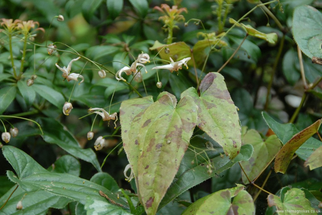 Epimedium Species from Chen Yi, possibly E. acuminatum