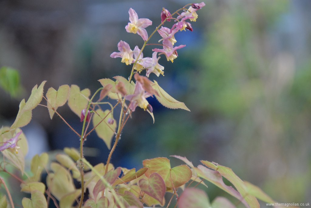 Epimedium x versicolor 'Cupreum' (bought as, but doesn't show much copper colouration)