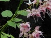 Epimedium grandiflorum 'Akagiza Kura'