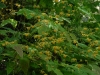 Epimedium 'Amber Queen'