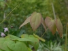 Epimedium 'Beni-Yushima'