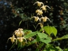 Epimedium 'Buff Beauty'