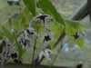 Epimedium Chinese unknown No 6