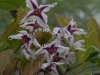 Epimedium Chinese unknown No, 7