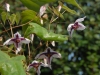Epimedium Chinese unknown No 7