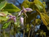 Epimedium Chinese unknown No 9