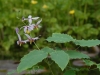 Epimedium 'Darrell Pink'