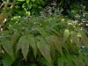 Epimedium 'Domino'