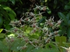 Epimedium 'Domino'