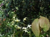 Epimedium 'Egret'