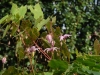 Epimedium 'Enchantress'