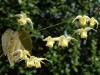 Epimedium 'Flowers of Sulphur'