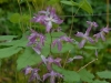 Epimedium 'Fukujuji'