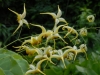 Epimedium 'Honeybee' (flavum x wushanense)