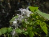 Epimedium 'Jennie Maillard'