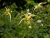 Epimedium 'Lemon Meringue Pie''
