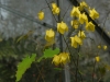 Epimedium 'Lemon Zest'