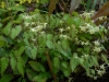 Epimedium Marchant hybrid from E. g. 'Nanu'