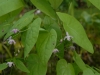 Epimedium 'Mine No Fubuki'