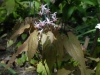 Epimedium 'Pink Elf'
